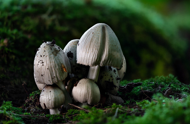 Schuddebeuis Fungi