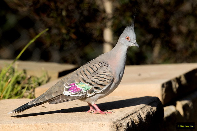 Crested Pigeon (Ocyphaps lophotes lophotes)