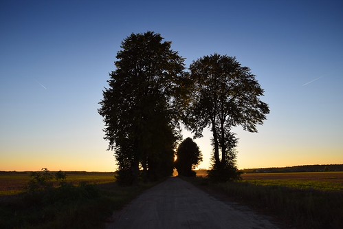 colours of autumn by JoannaRB2009, sky tree road alley avenue silhouettes path landscape view nature łódzkie lodzkie polska poland suns