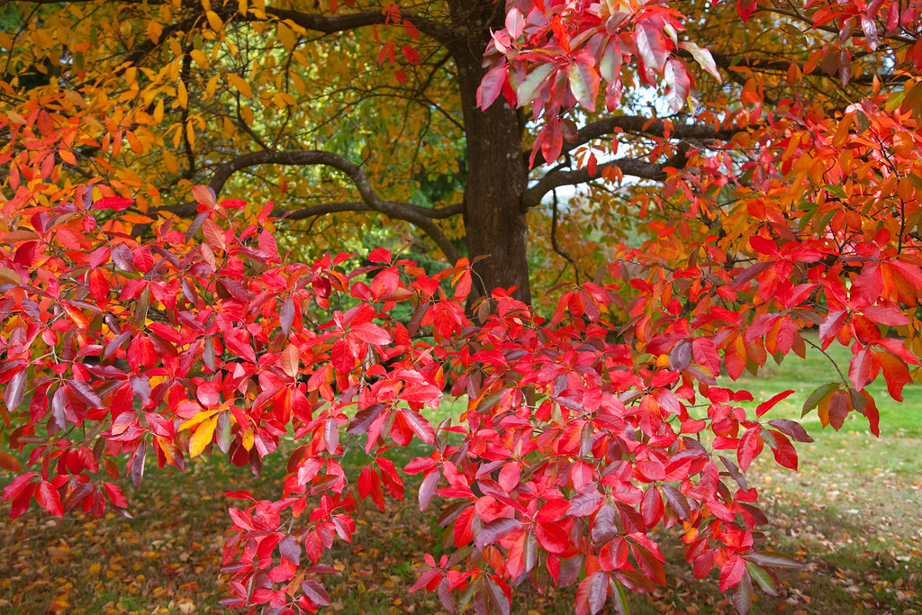Autumn Colours Kent | Beautiful Emmetts gardens in autumn on… | Flickr