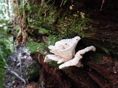 2018-10-06 Trowutta Arch 16 - White bracket fungus on dead tree