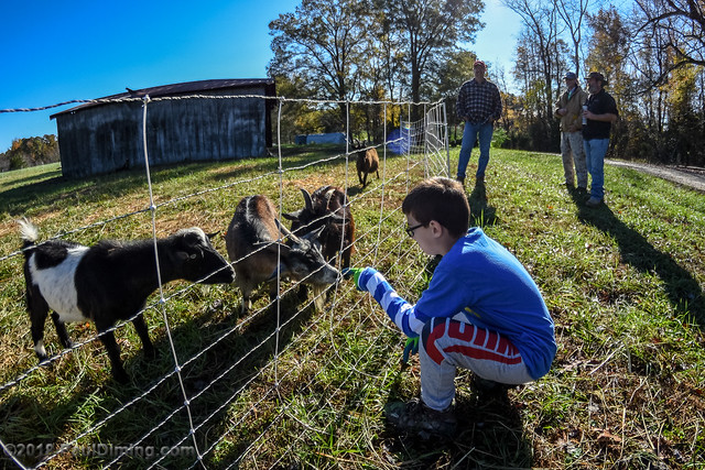 Goats & Cub @ Albright Scout Reservation - Chesterfield County, VA