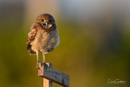 burrowingowls capecoral avian animals nature wildlife owl nikon d850