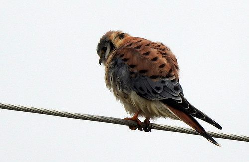 bird birdofprey falcon americankestrel plummersroad