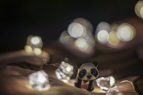 Kai - the panda | by CollectingImages2015