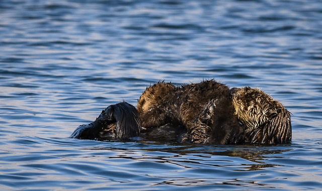 Sea Otter nursing pup (1 of 3)
