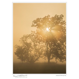 Sunburst, Morning Fog