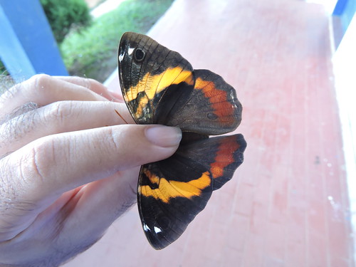 mariposas butterfly butterflies colombia beauty lepidoptera sierranevadadesantamarta endemismo endemism mariposa