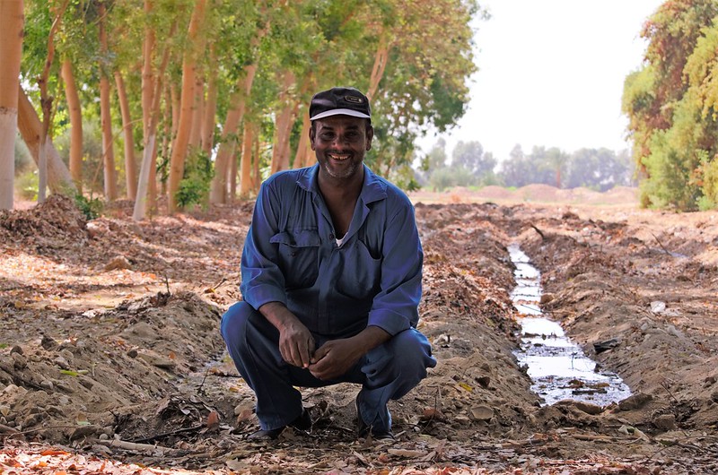 A worker in agroforestry in Luxor governorate, Egypt.