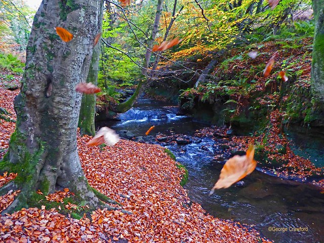 Kirktonhall Autumn
