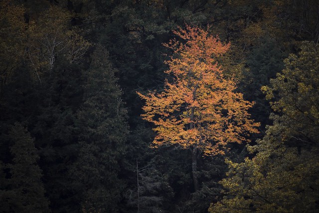 Autumn solitaire