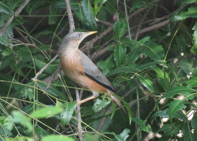chestnut-tailed starling