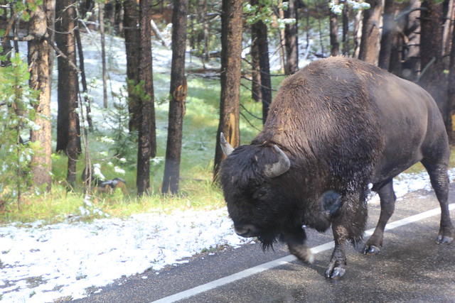 Buffalo on the Road, Yellowstone Park, Wyoming, USA.