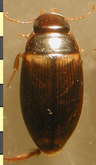 Copelatus cf. alternatus Sharp, 1882:576, dark specimen, habitus, dorsal