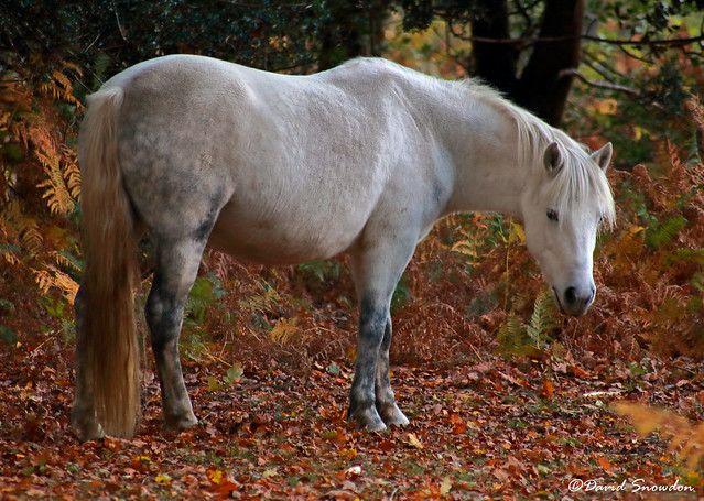 New Forest Pony