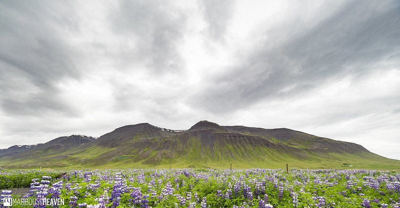 Iceland - 1359