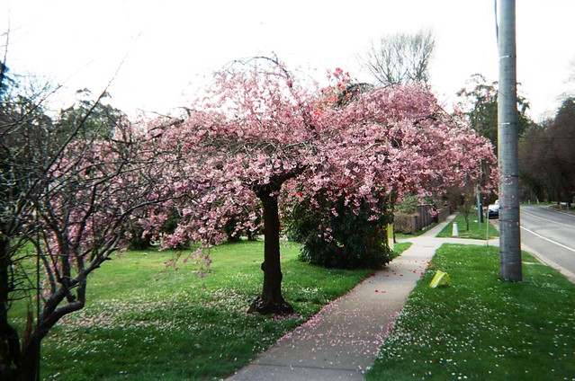 A pink blossom tree...