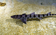 Newport Aquarium 06-15-2018 102 - Shark Petting Tank