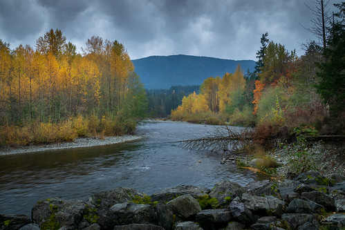 cowichanvalley cowichan cowichanriver autumn forest foliage vancouverisland bc britishcolumbia canada rocks rock rural river gold tree trees sony sonya7m2 a7m2 fall country landscape landscapephotography l clouds overcast