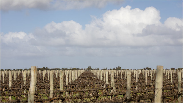 Vineyard . South Australia