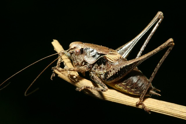 Pholidoptera griseoaptera mâle.