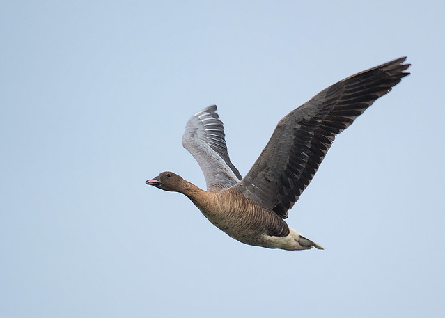 Pink-footed goose - Mid October