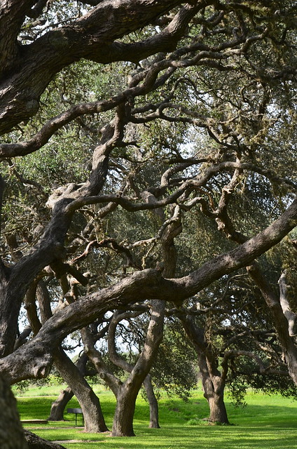 Mighty oaks in Goliad County, Texas