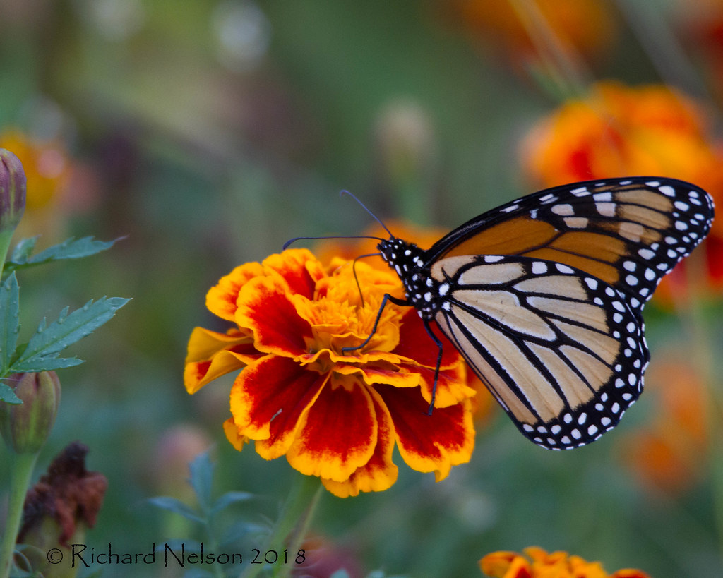 Monarch on marigold