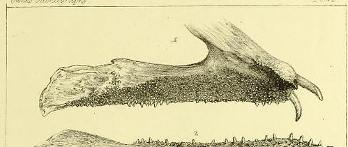 treatise comparative physiological vertebrate microscopic anatomy