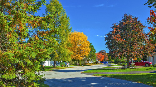 landscape street trees fall autumn colors colours tecumseth pines tottenham ontario