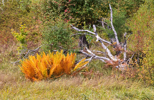 seneynationalwildliferefuge seney michigan autumn landscape fern colorful
