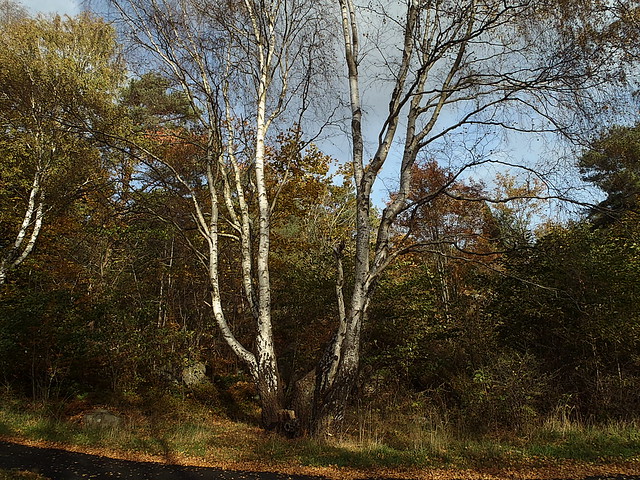 Birch tree October 2018