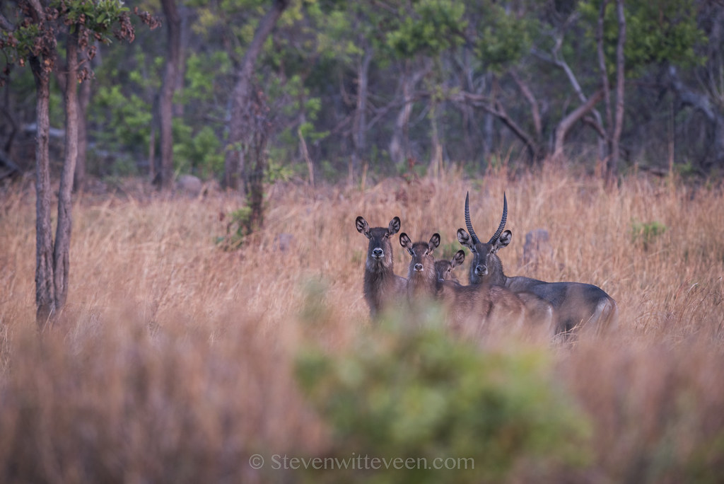 Mapunga Waterbuck at Mapunga Bushcamp Kafue | Steve Witteveen | Flickr