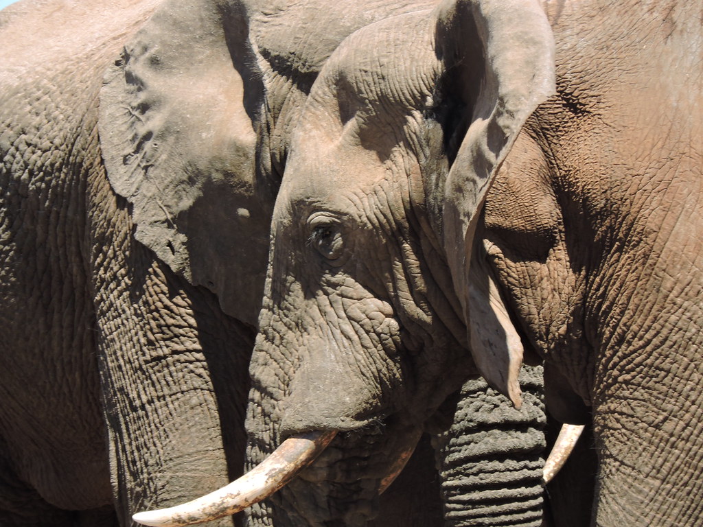 Safari in Addo Elephant Park, Garden Route, South Africa, Dec/2015.