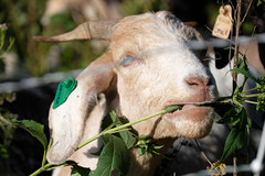 Goat, Minnesota Valley National Wildlife Refuge 9/22/18 #USFWSMNValley #goatdispatch