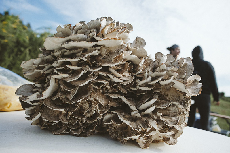 This Hen of the Woods - a mushroom found at the base of oak trees - was wild-harvested in North Garden, VA and fire-cooked during the Indigenous Foodways Workshops. Also known as "Maitake", the mushroom can grow to be up to 50 lbs.

11/17/2018
Photo credit: Ézé Amos