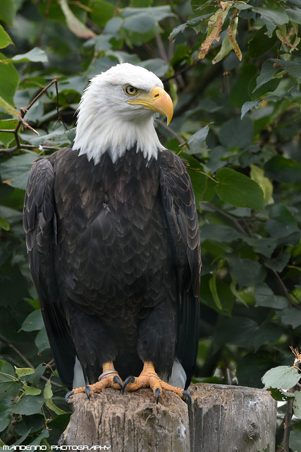 American sea eagle - Olmense Zoo