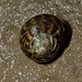 Flickr photo 'Turbo undulatus, Marine Snail' by: Museums Victoria's Catching the Eye.