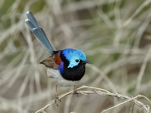 Variegated Fairy-wren (Malurus lamberti)