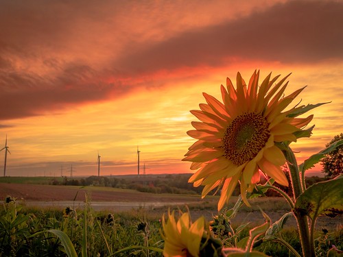 sunflower sunset red orange germany windmill countryside iphone iphonex lightroom apple shotoniphone