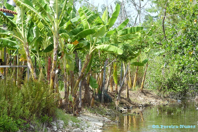 Banana Fields in Morón, Cuba