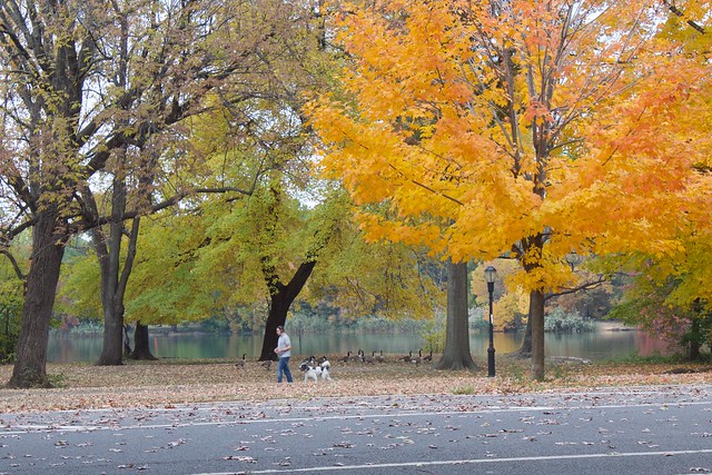 Autumn in Prospect Park Brooklyn Nov 1 2018