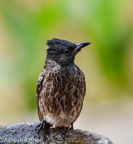 red vented bulbul | by asheshr