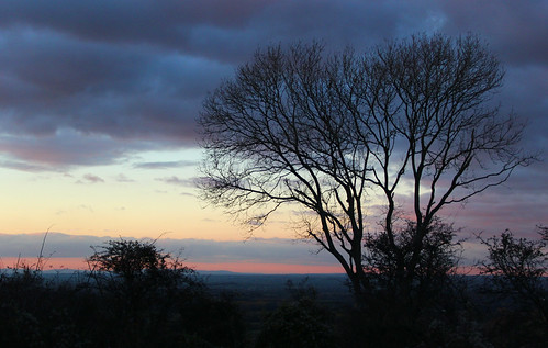 Tree at Nightfall | by iwys