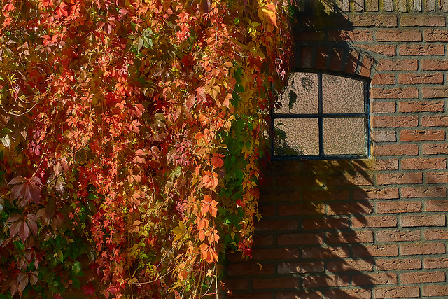 Autumn colours Netherlands