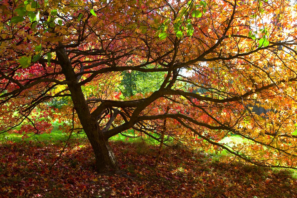Emmetts NT Kent | Beautiful autumn colours @ Emmetts on the … | Flickr