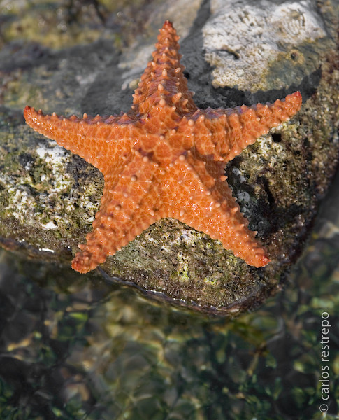 Starfish by carlos Restrepo