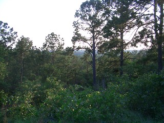 Looking out over the hill country