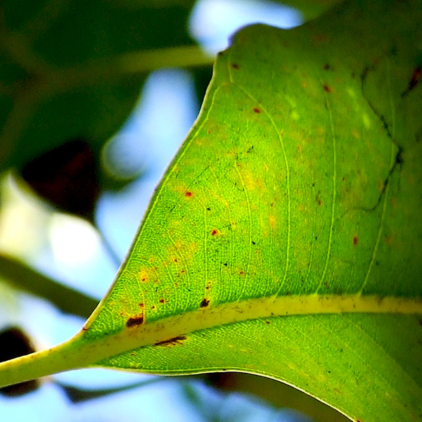Eucalyptus leaf backlit