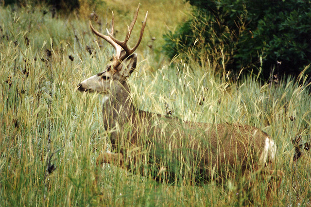 Mule Deer Buck: Colorado Springs, CO